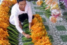 Cô gái 8X bỏ công nhân về trồng lan, bán 1,7 triệu đồng cành/năm