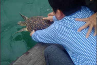 Rùa quý hiếm suýt lên bàn nhậu