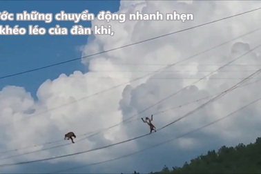 Đàn khỉ leo trèo trên đường dây điện như làm xiếc