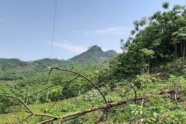 Bị phạt 10 triệu đồng vì cưa cây làm đứt đường dây điện