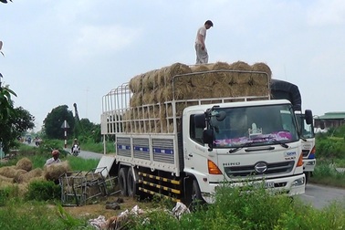 Bỏ túi tiền triệu mỗi ngày nhờ nghề mua ... rơm