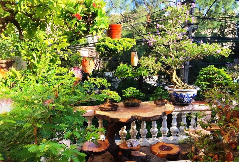 Vườn bonsai ngược trăm triệu đồng trên sân thượng nhà phố ở Quảng Nam - 3 Vườn bonsai ngược trăm triệu đồng trên sân thượng nhà phố ở Quảng Nam - 3
