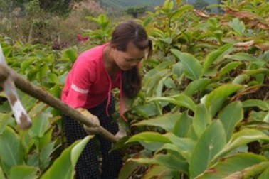 Đặc sản Tết: Về Bình Liêu, xem dân làm miến dong đông như trẩy hội