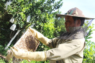 Hà Tĩnh: Làm giàu từ nuôi loài ..."ruồi có độc"