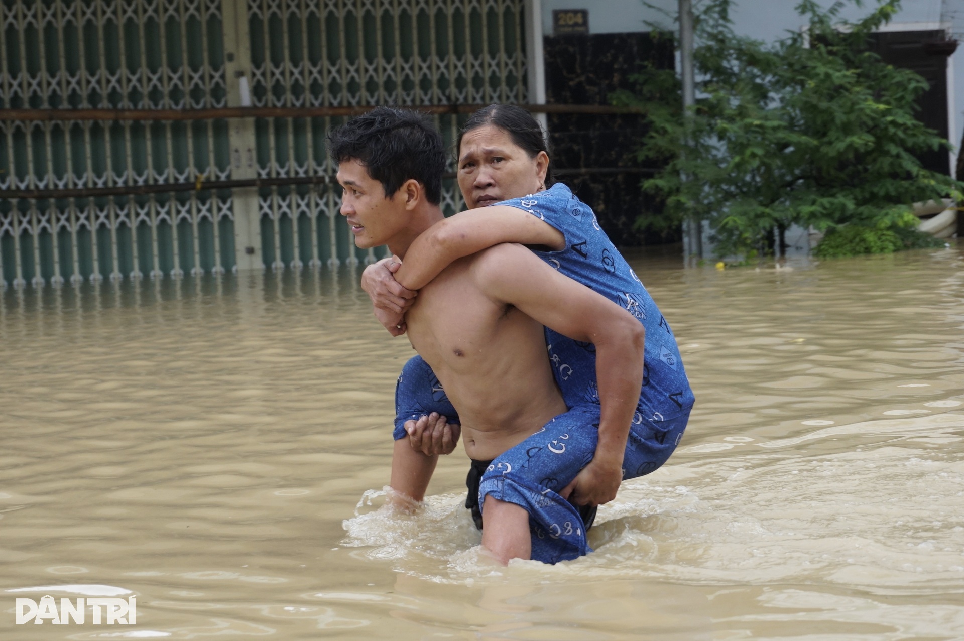 Người dân Gia Lai vật lộn giữa lũ lịch sử, đưa bò đến trụ sở xã trú - 2 Người dân Gia Lai vật lộn giữa lũ lịch sử, đưa bò đến trụ sở xã trú - 2