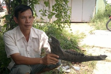 “Bộ xương “khổng lồ” ở Cà Mau là xương trâu rừng” 