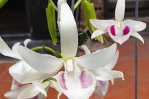 Lan đột biến là hoa gì mà làm bùng lên "cơn sốt bạc tỷ" của người Việt?