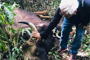 Cá thể bò tót nặng khoảng 800 kg chết ở Đồng Nai