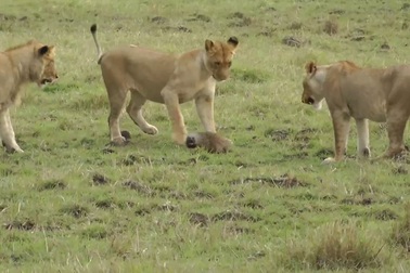 Ấn tượng với cảnh cầy mangut chủ động tấn công… sư tử