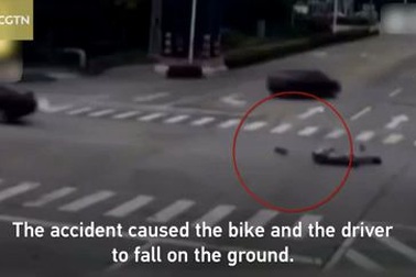 Chủ bị tông ngã, chú chó chạy theo chặn xe gây tai nạn