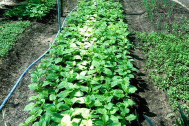 Đẩy mạnh phát triển rau hữu cơ ở Hội An