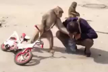 Con khỉ láo hỗn đạp cả chủ nhân