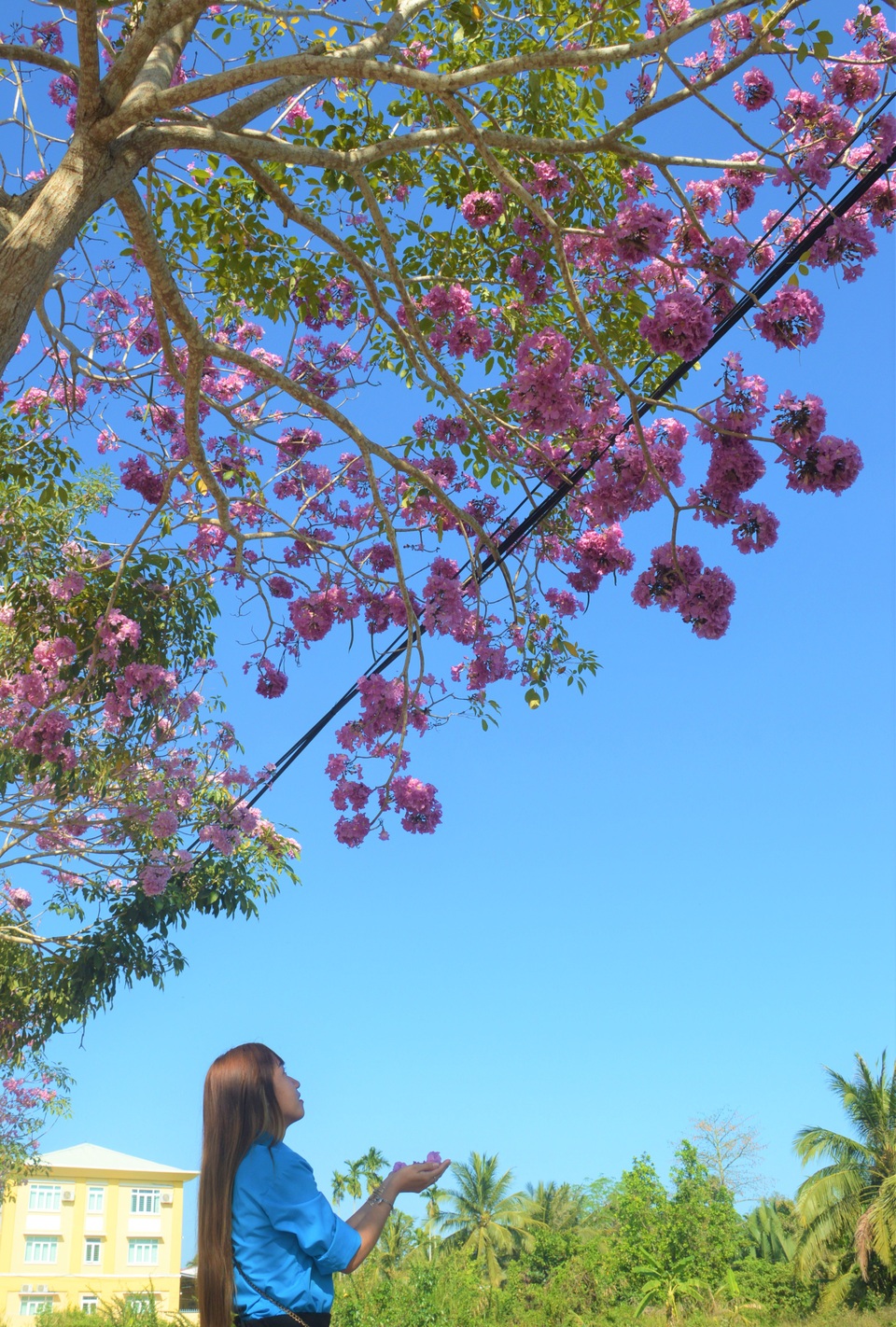 Mê mẩn đường hoa kèn hồng độc nhất vô nhị ở Sóc Trăng - 5 Mê mẩn đường hoa kèn hồng độc nhất vô nhị ở Sóc Trăng - 5