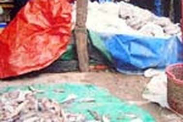 Cá trên sông Sài Gòn chết do độc tố Cyanure? 