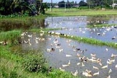 Để bùng phát cúm gia cầm, kỷ luật Chủ tịch tỉnh!