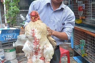 Hàng độc, lạ ra thị trường tết