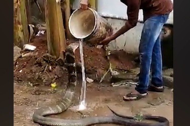 Người dân tắm cho rắn hổ mang