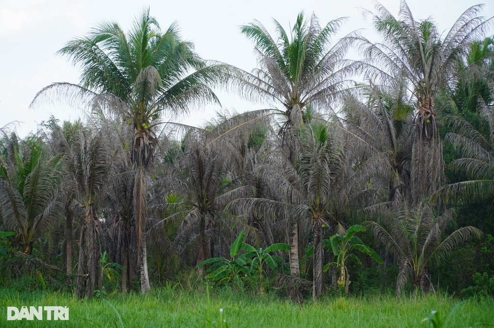 Những vườn dừa bạt ngàn bị sâu ăn trụi, nông dân mất sinh kế - 1