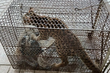 Người dân giao nộp mèo rừng, khỉ mốc quý hiếm để thả về tự nhiên