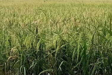 Phòng nông nghiệp mua phân, lúa từ công ty chuyên kinh doanh... xây dựng