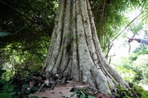 Khu rừng hơn 600ha làm hồ Ka Pét có những loài cây quý nào?