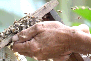 Ông thợ "dị nhân" vốc ong bỏ đầy miệng mà không sợ bị đốt