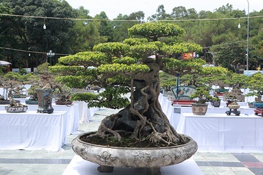 “Siêu cây Việt Nam” giá 23 tỷ đồng khiến giới chơi cây "sửng sốt"