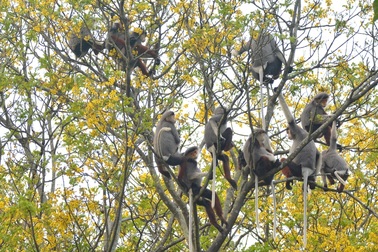 Tổng cục Du lịch sẽ không điều chỉnh quy hoạch phát triển Sơn Trà