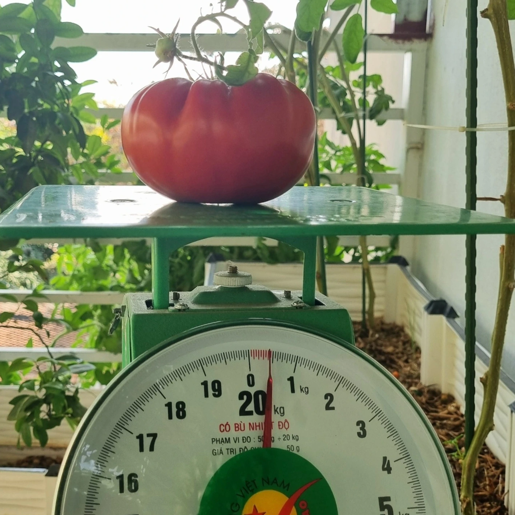 Dược sĩ chuyển 6 tấn đất lên sân thượng, trồng cà chua khủng - 8