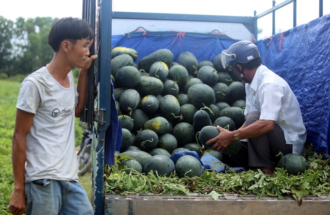 Ông Võ Thanh Anh - Trưởng phòng nông nghiệp phát triển nông thôn huyện Phú Ninh cho biết, toàn huyện canh tác gần 500 ha dưa hấu. Vừa qua 2/3 diện tích trồng dưa đã được thương lái thu mua với giá 6.000 đồng mỗi kg xuất qua Trung Quốc, sau đó thương lái ngừng thu mua nên dưa bị ứ đọng.  
