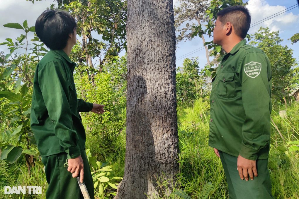 Lo chảy máu rừng, xã gồng gánh thuê người dân dựng chốt giữ rừng - 5 Lo chảy máu rừng, xã gồng gánh thuê người dân dựng chốt giữ rừng - 5