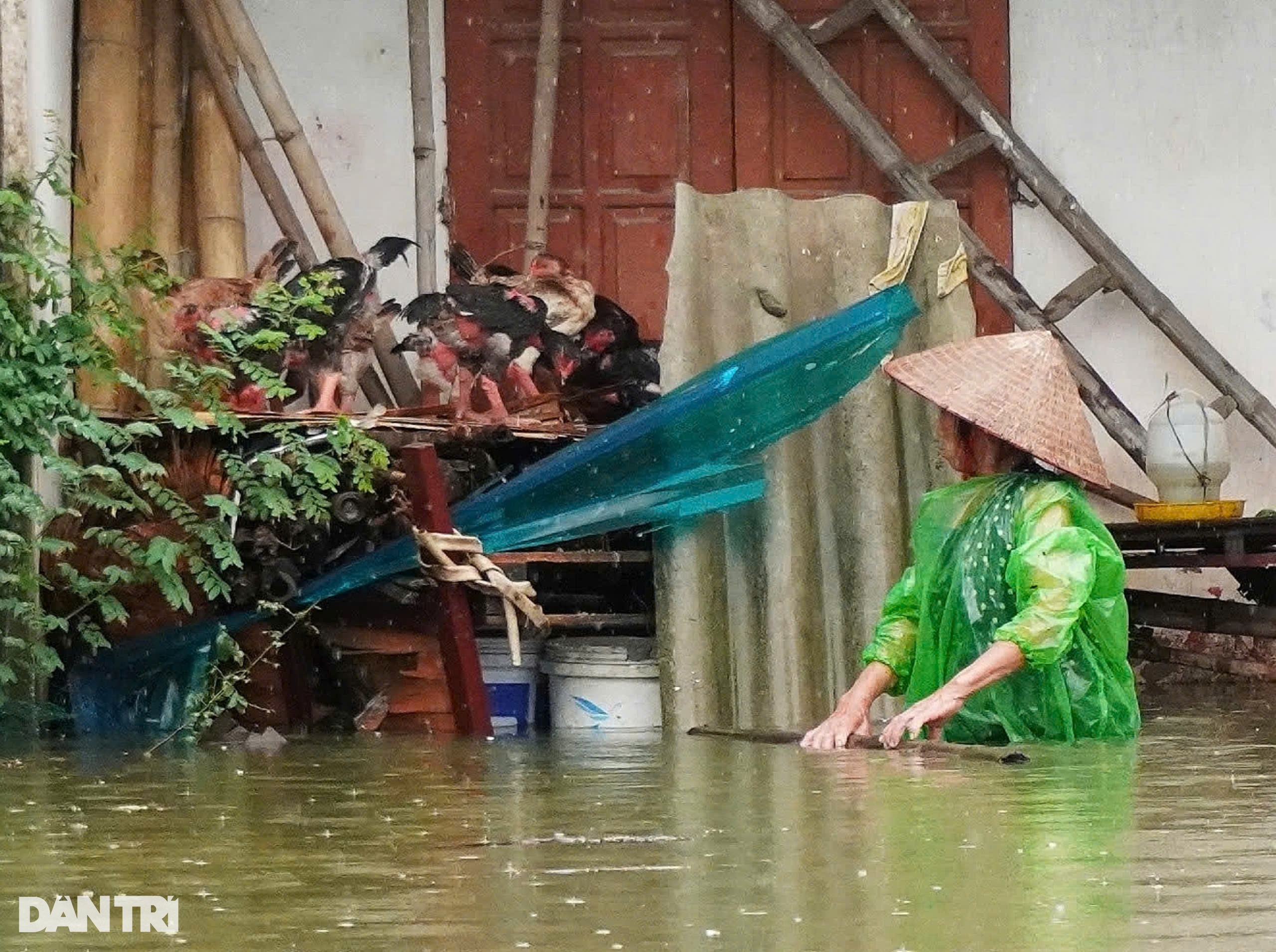 View - Hà Nội: Nước ngập đến cổ, lão nông mất trắng 2 ao cá, đàn trâu gặp nguy | Báo Dân trí