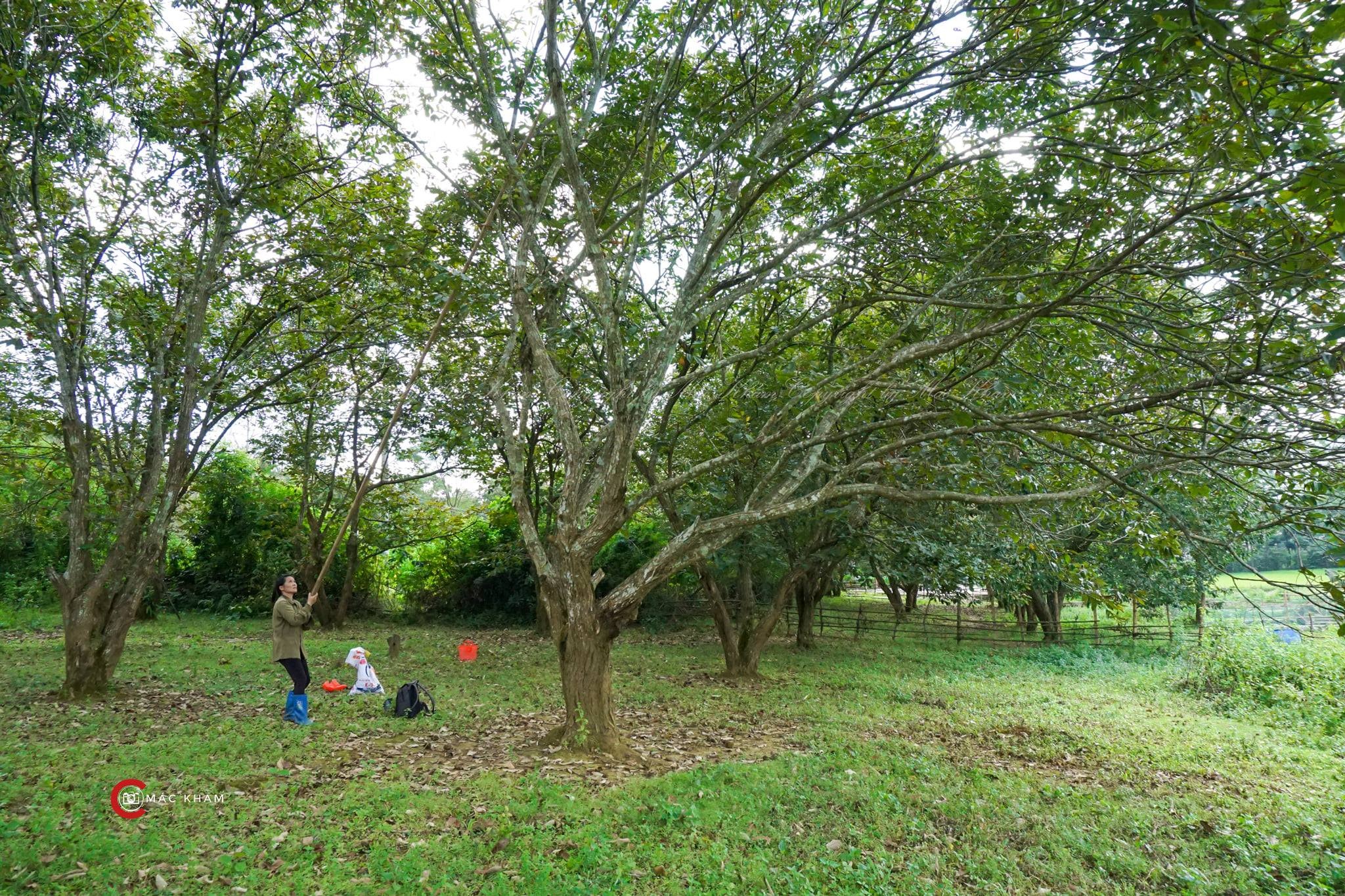 Thủ phủ hạt dẻ ở Cao Bằng vào mùa thu hoạch - 5