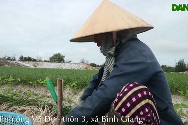 Vùng kiệu tết Quảng Nam tất bật vào vụ thu hoạch