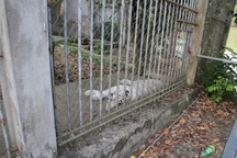 Vụ hổ cắn đứt tay: Sai sót vì để khách tự đi tham quan