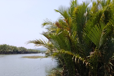 Quảng Ngãi cần cân nhắc cẩn thận trước khi phá bỏ 50 ha rừng dừa nước