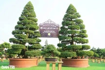 Chiêm ngưỡng cặp me kiểng trăm tuổi trị giá tiền tỷ của lão nông Đồng Tháp