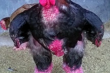 Gà đẹp nhất làng Đông Tảo: Đấu giá 5 triệu đồng/kg không bán