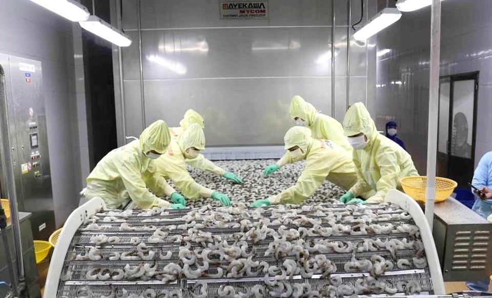 Người Mỹ và châu Âu ăn nhiều tôm của Việt Nam, xuất khẩu tăng trưởng mạnh - 3 Người Mỹ và châu Âu ăn nhiều tôm của Việt Nam, xuất khẩu tăng trưởng mạnh - 3