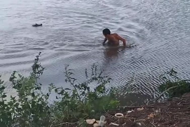 Rợn người khoảnh khắc người đàn ông bất ngờ bị cá sấu tấn công khi đang bơi