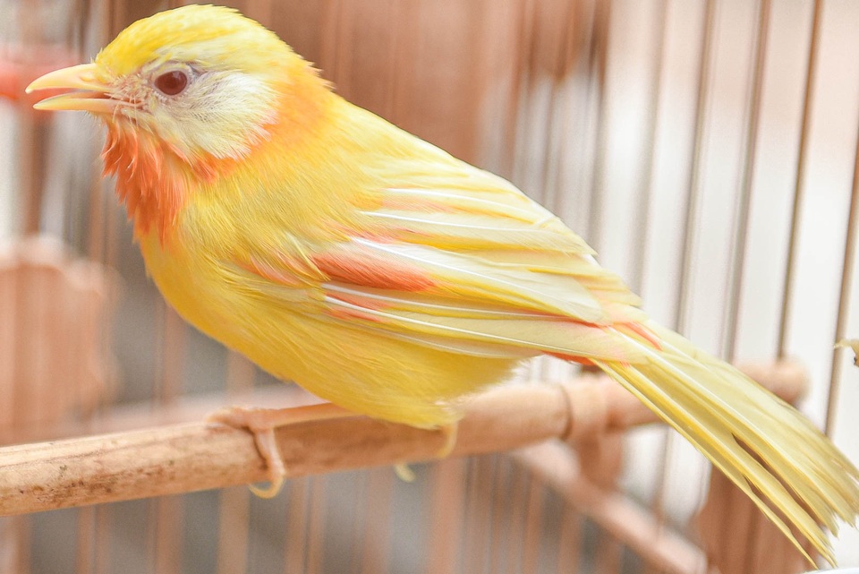 Tay cầm tiền tỷ, đại gia cũng không mua nổi chim ngũ sắc độc nhất Việt Nam - 6