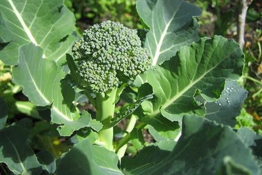 Bật mí đặc tính chống ung thư của súp lơ xanh