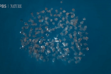 Xem cách săn mồi thông minh của hàng nghìn con cá đuối