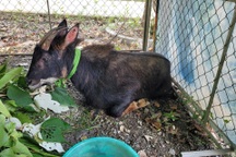 Đang vận chuyển cá thể sơn dương quý hiếm thì bị bắt