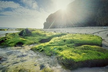 Vẻ đẹp mê hoặc lòng người của "cánh đồng rêu" ở Lý Sơn