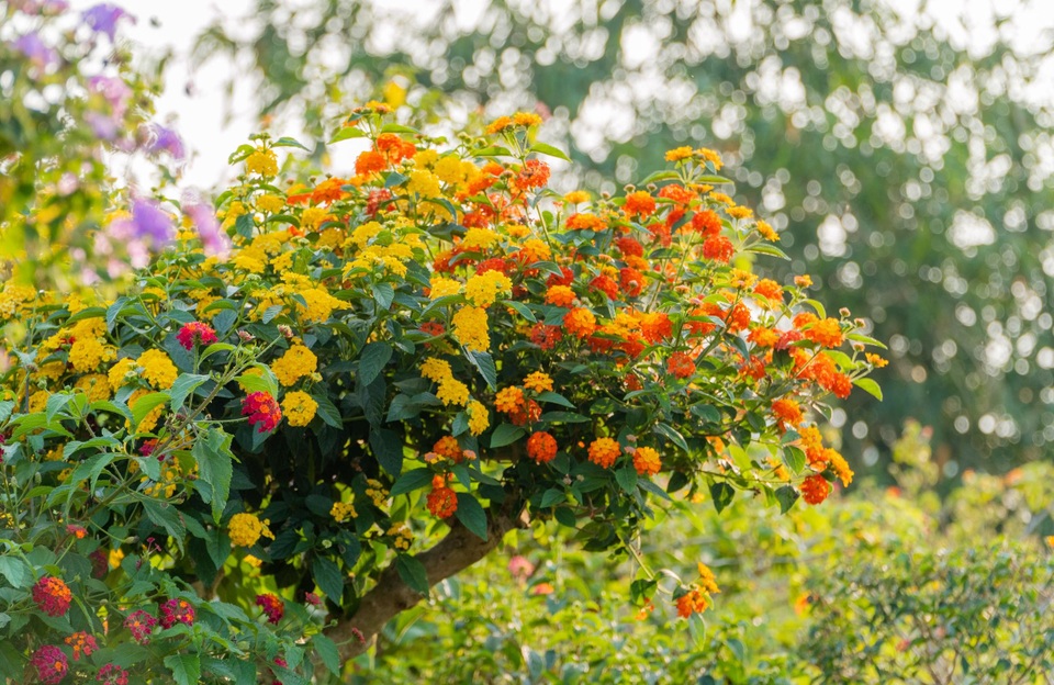 9X cất bằng kỹ sư, về quê làm vườn hoa rộng 2.000m2 ở Đắk Lắk - 4