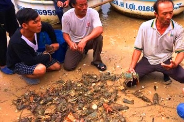 Phú Yên: Tôm hùm chết hàng loạt do lũ làm ngọt hóa