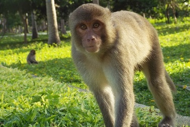 Đầu xuân Bính Thân, cùng ngắm đàn khỉ đông nhất ở miền Trung