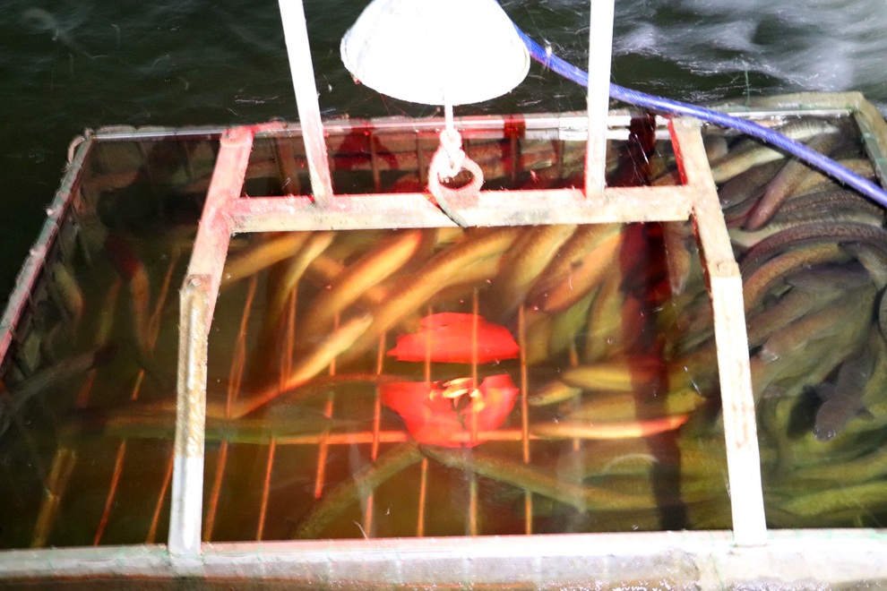 Câu chuyện khởi nghiệp của chàng kỹ sư với 4.000 con cá chình - 3 Câu chuyện khởi nghiệp của chàng kỹ sư với 4.000 con cá chình - 3