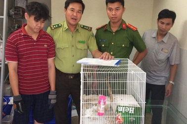 Giải cứu 18 cá thể động vật rừng